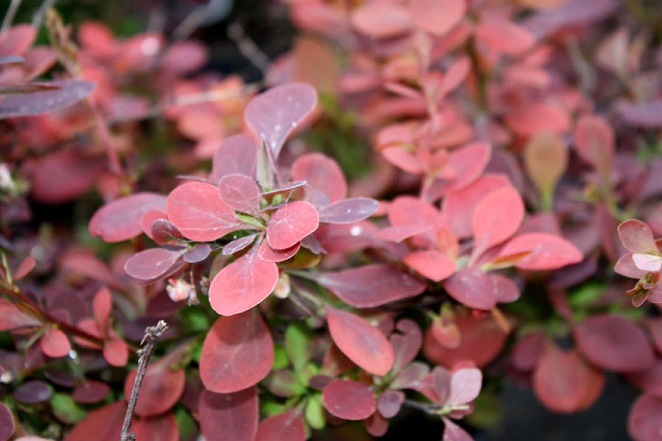 Berberis thunbergii 'Red DJ'